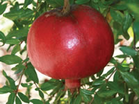 Punica granatum